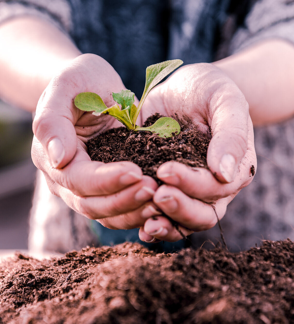 Hände halten Erde mit einem kleinen Setzling. Es steht für nachhaltiges Wachstum und Gartenarbeit.